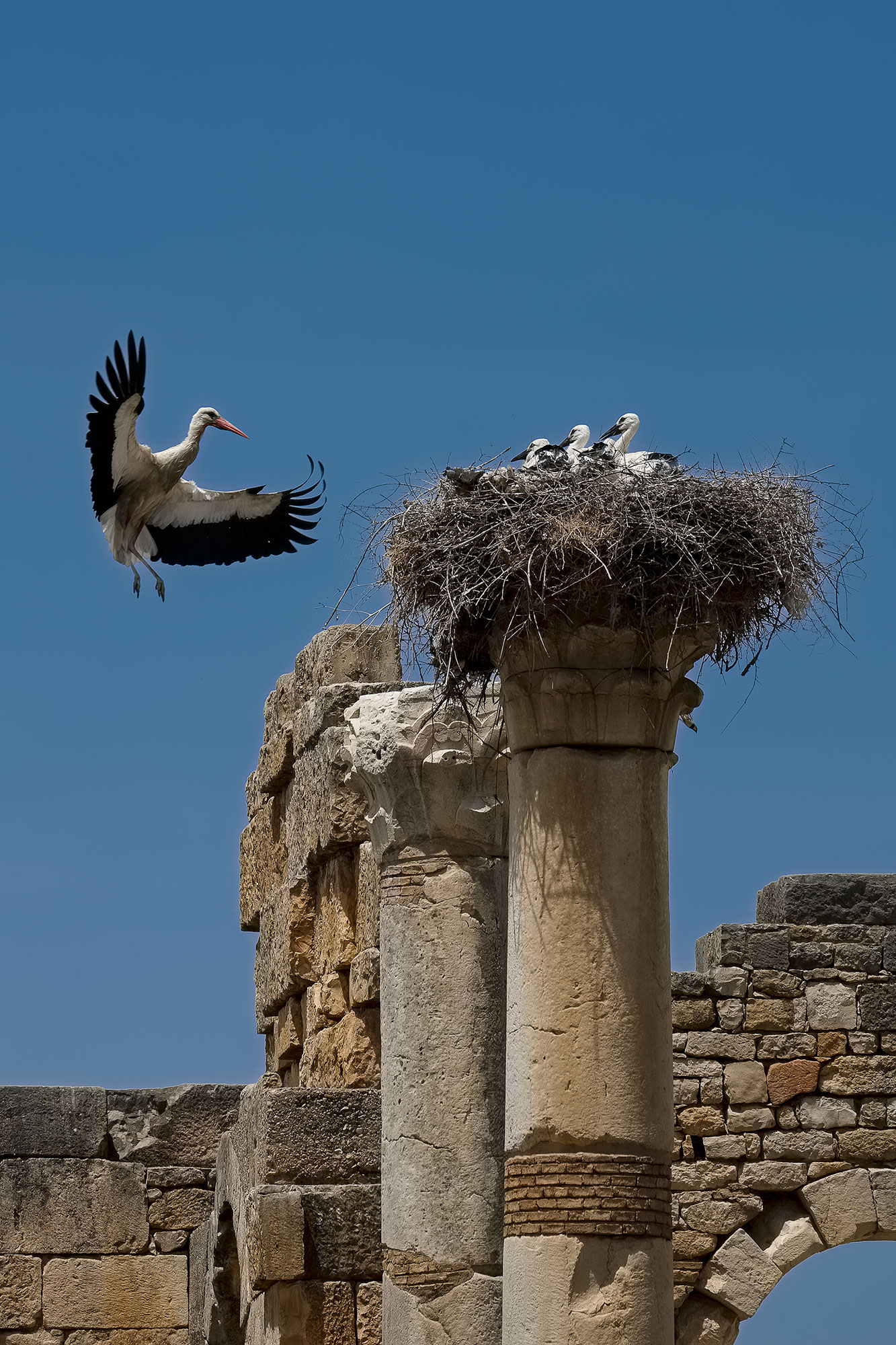 Volubilis storks, Morocco